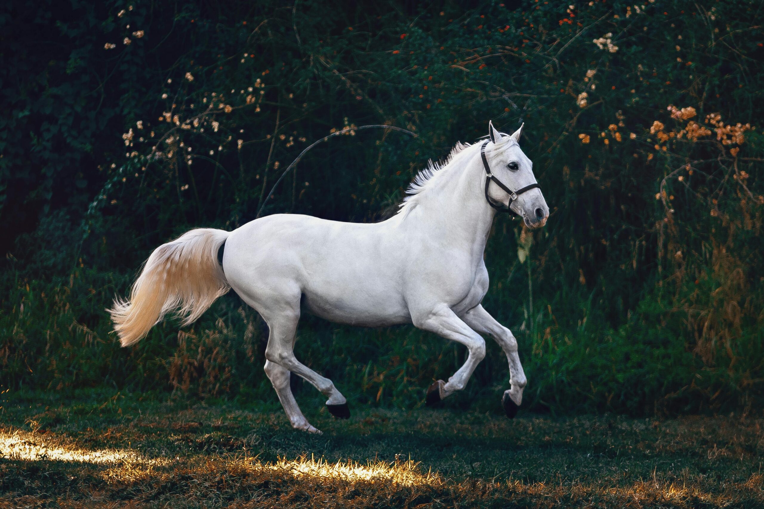 Complete Guide – How to Choose the Best Horse Boarding Facility Near Madrid