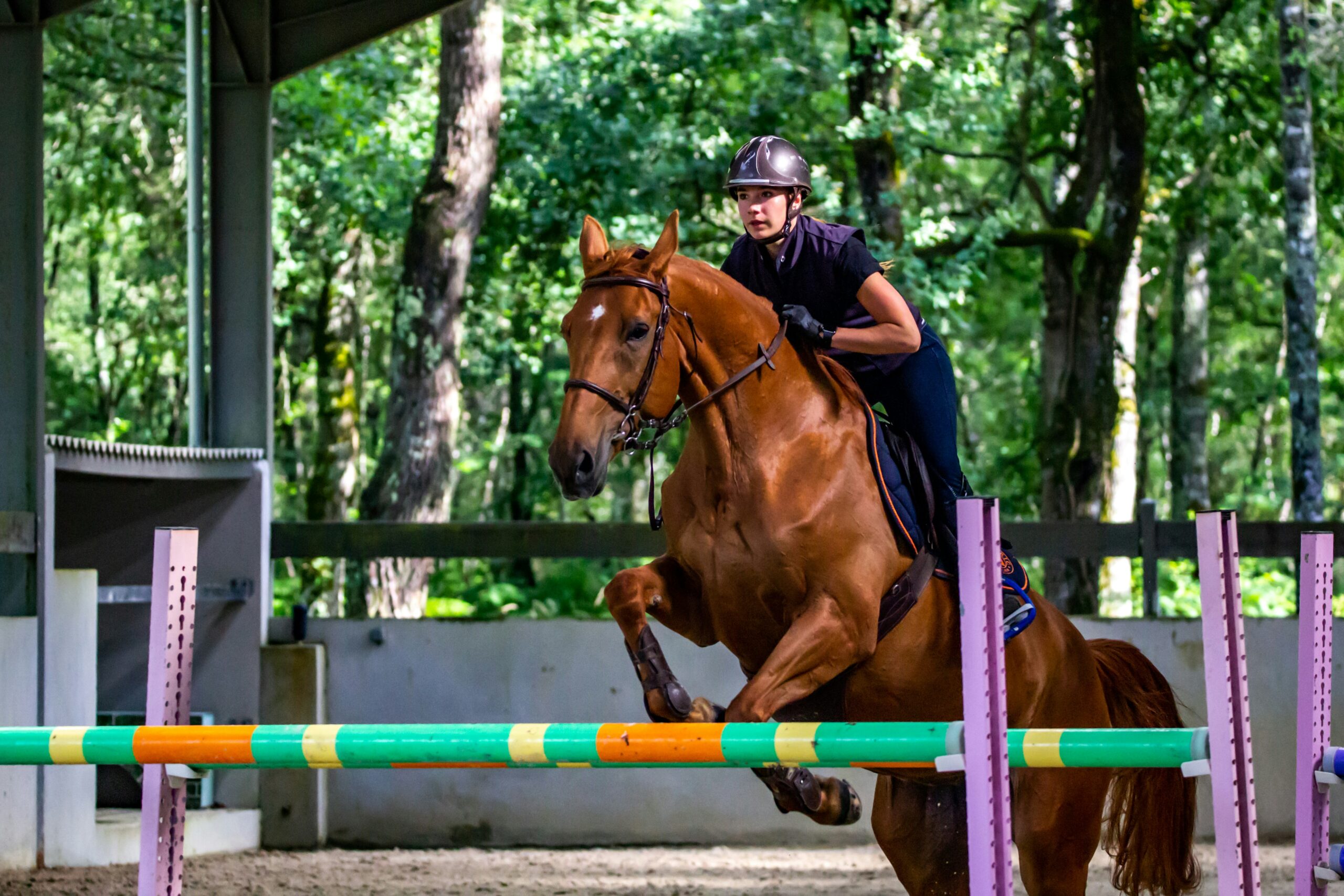 Why Competition Horses Need Turnout Time: The Science Behind Equine Rest
